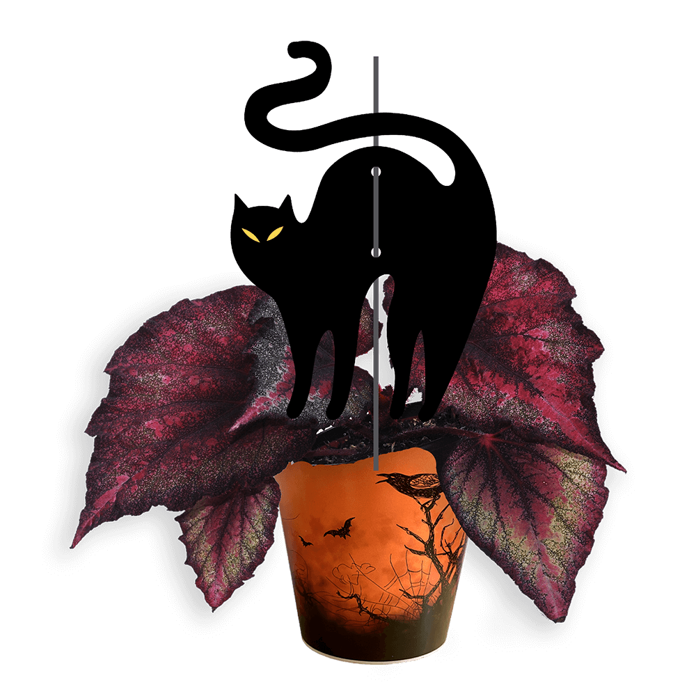 Avec Mélanie : Boîte de 10 plantes effrayantes 4.5 po