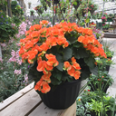 [JARDIBEGORIEGORAN10] Jardinière 10" bégonia rieger orange