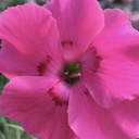 [1DIABUBE01] Dianthus bumbleberry pie (american pie)