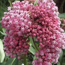 [1ASCCIND01] Asclepias cinderella