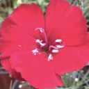 [1DIACHPI01] Dianthus cherry pie (american pie)