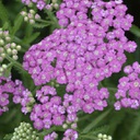 [1ACHFIAM01] Achillea firefly amethyst