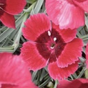 [1DIAESTA01] Dianthus eastern star