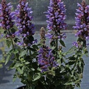 [1AGAPOBL01] Agastache poquito dark blue