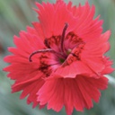 [1DIAFIST01] Dianthus fire star