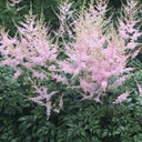 [1ASTISHE02] Astilbe hennie graafland (simplifolia)