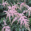 [1ASTITOS02] Astilbe ostrich plume (thunbergii)