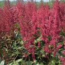 [1ASTIJRE02] Astilbe red sentinel (japonica)