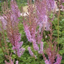 Astilbe taquetii superba