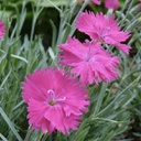 [1DIANSTA01] Dianthus neon star