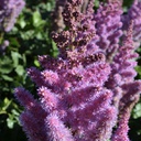 [1ASTICVI02] Astilbe vision (chinensis)