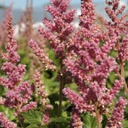 [1ASTICVP02] Astilbe vision in pink (chinensis)