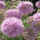 [1ALLPIPL01] Allium pink planet