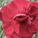 [1DIASCFP01] Dianthus scent first passion