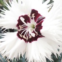 [1DIASTAG01] Dianthus stargazer