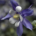 Aquilegia kirigami deep blue & white