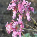 [1DICPIDI01] Dicentra pink diamonds