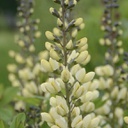 [1BAPVACR02] Baptisia vanilla cream