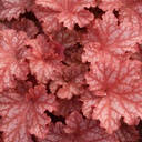 [1HEUPEIC01] Heuchera peacheberry ice