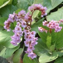 [1BERCORD01] Bergenia cordifolia 