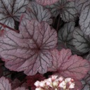 [1HEUSHAN01] Heuchera shangai