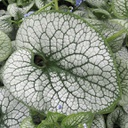 [1BRUSEHE01] Brunnera sea heart