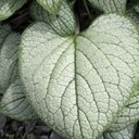 [1BRUSIHE01] Brunnera silver heart