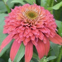 [1ECHDSRA02] Echinacea double scoop raspberry