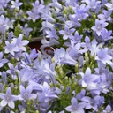 [1CAMMURA01] Campanula muralis