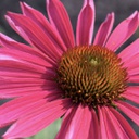 [1ECHKRAS01] Echinacea kismet raspberry