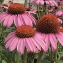 [1ECHMAGN02] Echinacea magnus (purpurea)