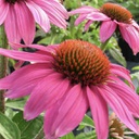 [1ECHPOWW01] Echinacea pow wow wild berry (purpurea)