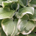 [1HOSFRAG01] Hosta fragrant bouquet