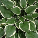 [1HOSFRAN02] Hosta francee (fortunei)