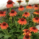 [1ECHSOFL01] Echinacea sombrero flamenco orange