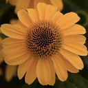 [1ECHSOGG02] Echinacea sombrero granada gold