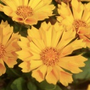 [1CORGJTH01] Coreopsis jethro tull (grandiflora)