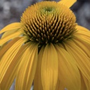 [1ECHSOLY01] Echinacea sombrero lemon yellow