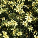 [1CORVMOO02] Coreopsis moonbeam (vercillata)