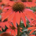 [1ECHSOSA02] Echinacea sombrero sangrita