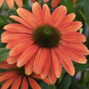 [1ECHSOTT01] Echinacea sombrero tango tangerine