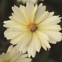 [1CORUPCR01] Coreopsis uptick cream