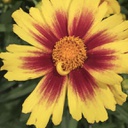 [1CORUPGB02] Coreopsis uptick gold bronze