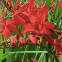 [1CROLUCI02] Crocosmia lucifer