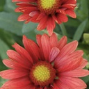 [1GAIARES01] Gaillardia arizona red shades