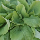 [1HOSSUMS01] Hosta sum and substance