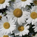 [1LEUSNOW01] Leucanthemum snowcap (superbum)