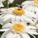 [1LEUSWDB01] Leucanthemum sweet daisy birdy