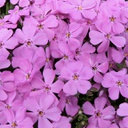 [1PHLSEMP01] Phlox emerald pink (subulata)