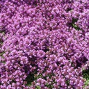 [1THYSCOC01] Thymus coccineus (serpyllum)